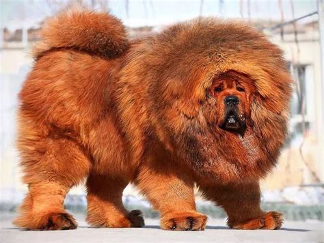 tibetan lion mastiff - mastim tibetano fatos